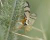 Urophora stylata